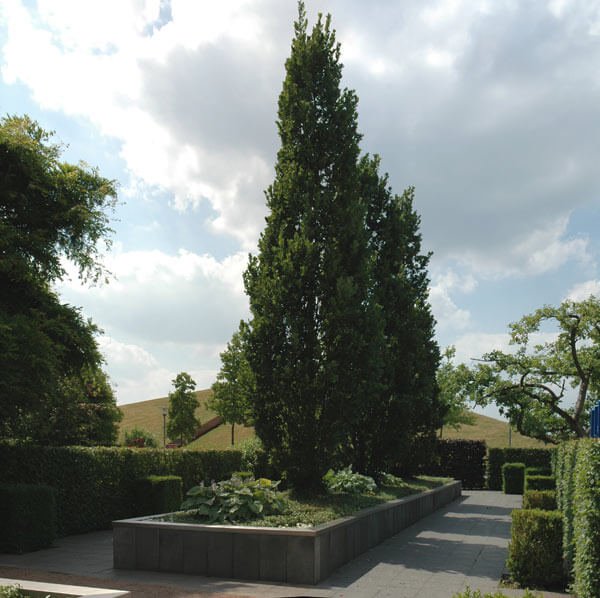 Mustergarten -Der Ernste- auf LAGA Gronau-Losser 2003; Hochbeet mit Säuleneiche (Quercus robur Fastigiata