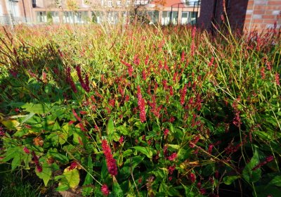 Bistorta amplexicaulis Atropurpurea (Kerzenknöterich)