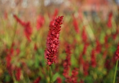 Bistorta amplexicaulis Atropurpurea (Kerzenknöterich)