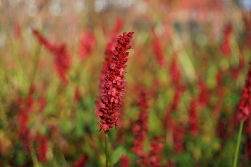 Bistorta amplexicaulis Atropurpurea (Kerzenknöterich)