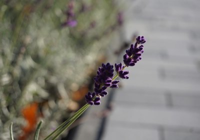 Lavandula angustifolia Hidcote (Lavendel)
