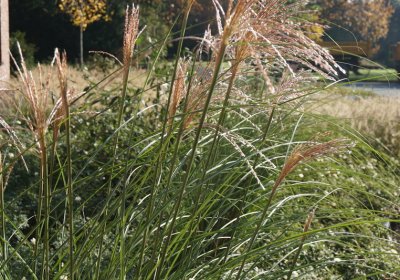 Miscanthus sinensis Gracillimus (Chinaschilf)