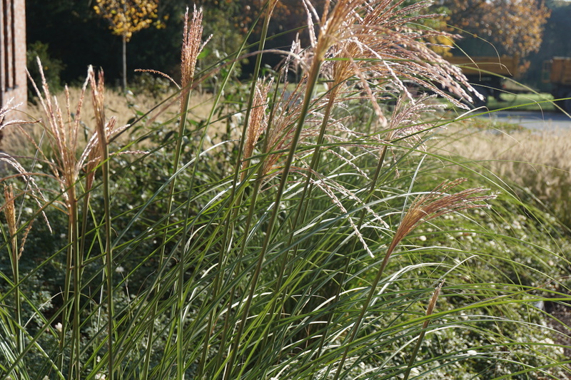 Miscanthus sinensis Gracillimus (Chinaschilf)