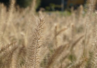 Pennisetum alopecuroides Hameln