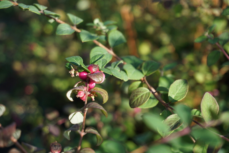 Symphoricarpos chenaultii Hancock (Purpurbeere)
