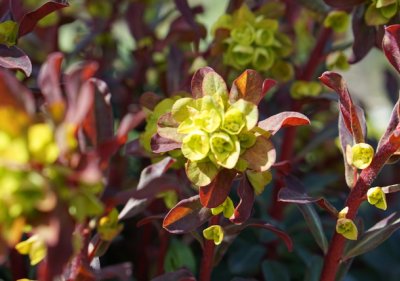 Euphorbia