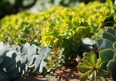 Euphorbia