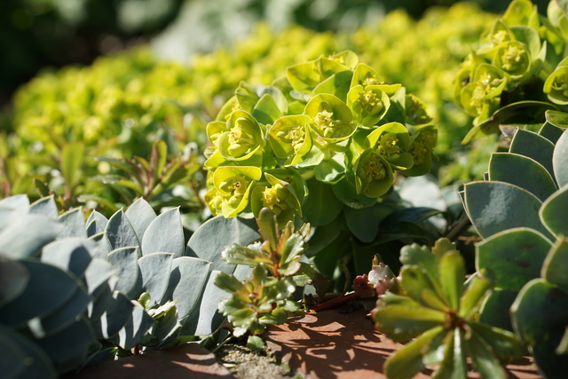 Euphorbia