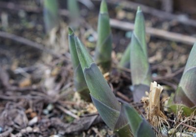 hosta sieboldiana Elegans - Funkie im Austrieb