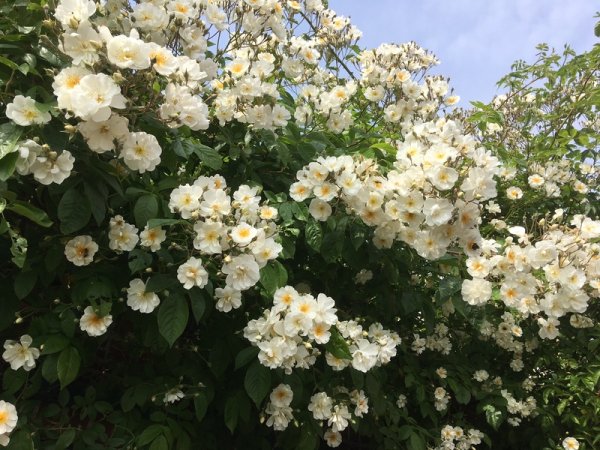 Ramblerrose Bobby James