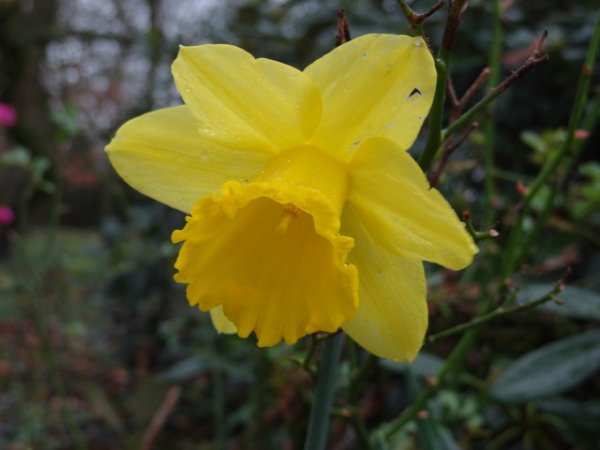 Narzissenblüte