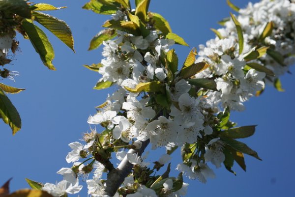 Prunus