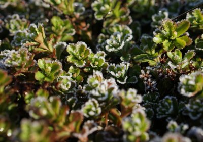Sedum