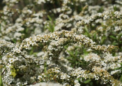Spiraea cinerea Grefsheim - Weiße Rispenspiere