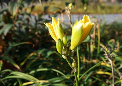 Hemerocallis-Hybride Stella de Oro (Taglilie)