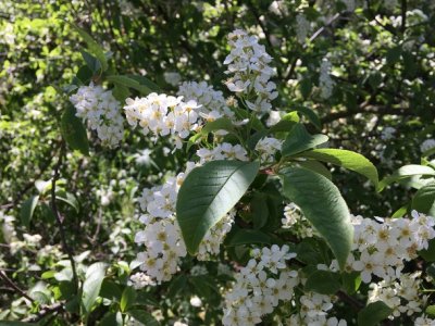Prunus padus - Traubenkirschenblüte