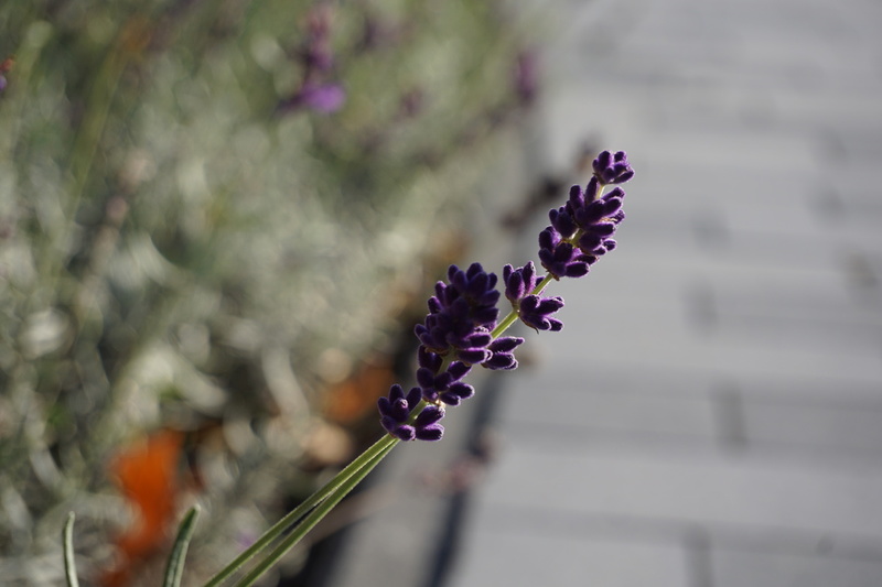Lavandula angustifolia Hidcote (Lavendel)