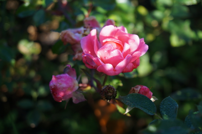 rosa Magic Meidiland (Strauchrose)