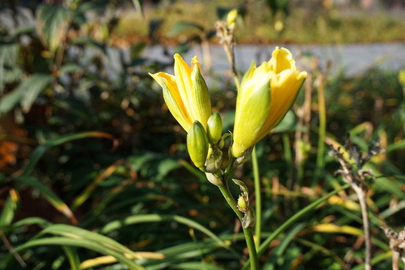 Hemerocallis-Hybride Stella de Oro (Taglilie)