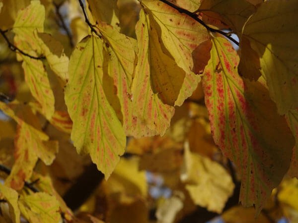 Herbstfärbung des Eisenbaum Parrotia persica