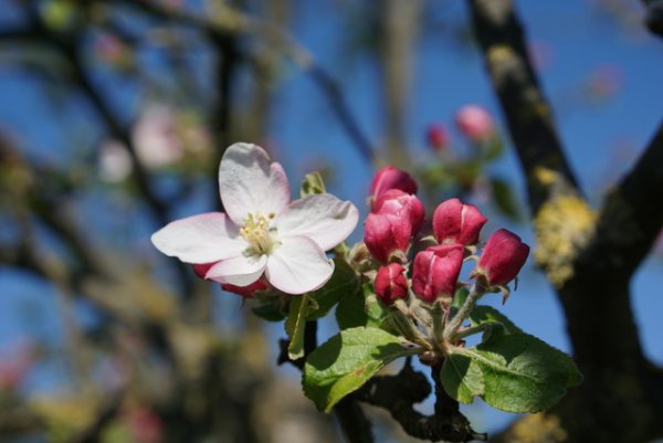Malus domestica - Apfelbaumblüte