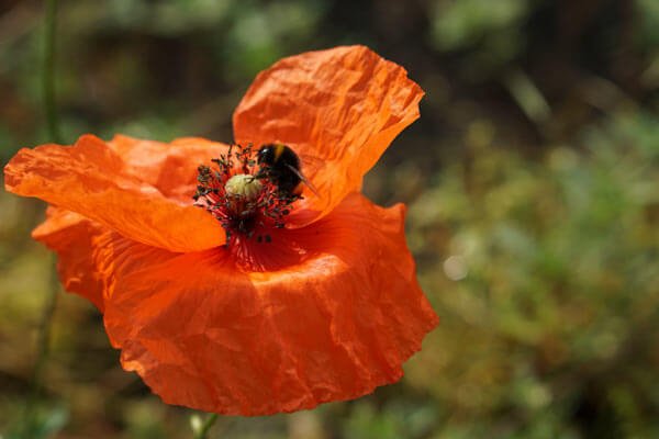 Mohnblüte (Papaver rhoeas) mit Biene (Bombus) 